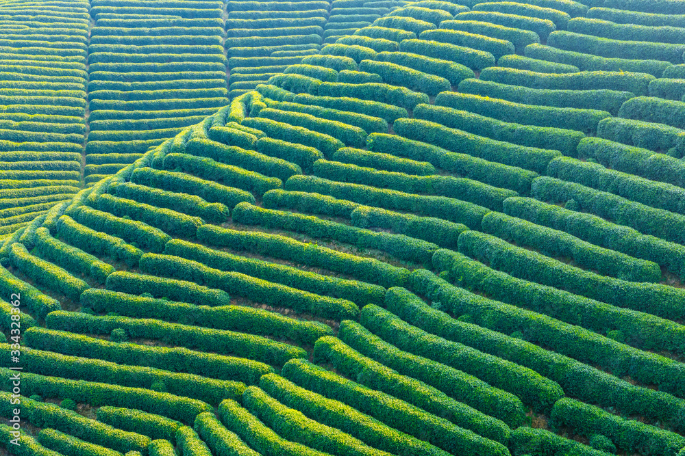 Tea plantation green nature background.