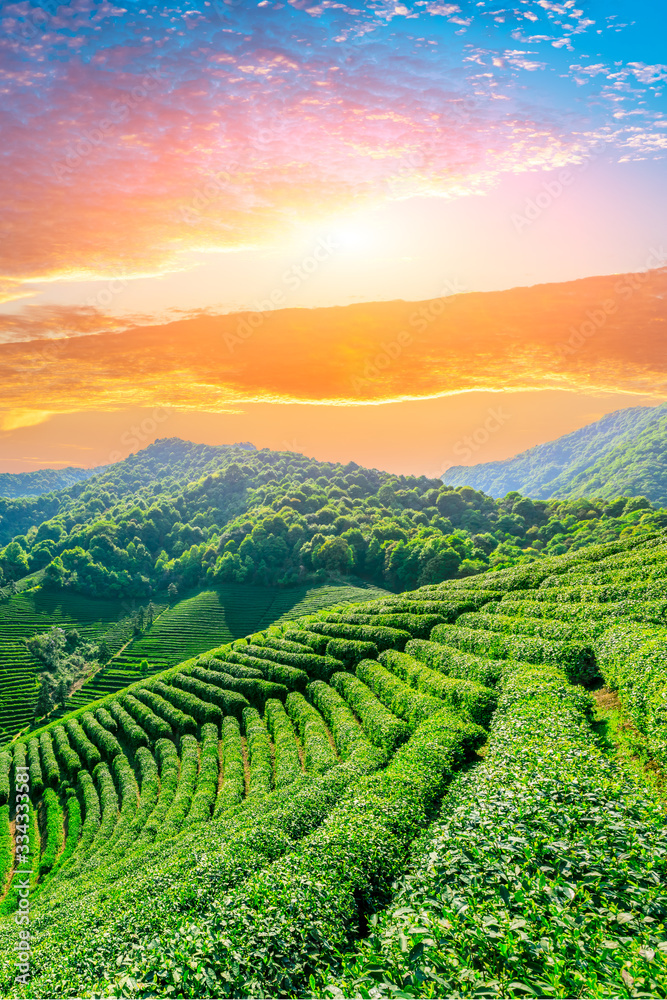 日落时分的绿茶种植园，自然背景。