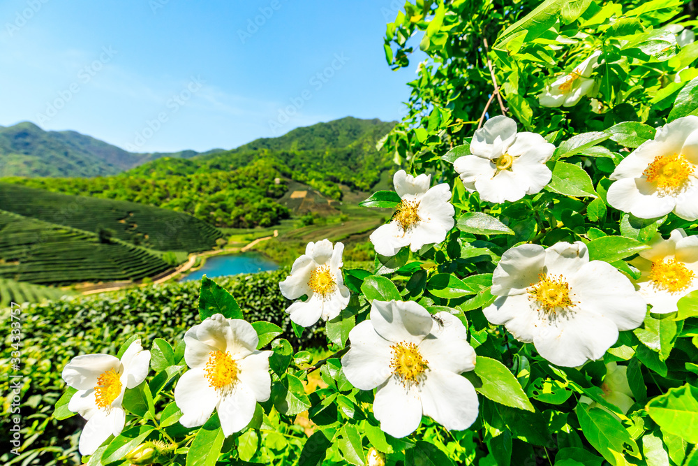 春天茶园里开出白花。