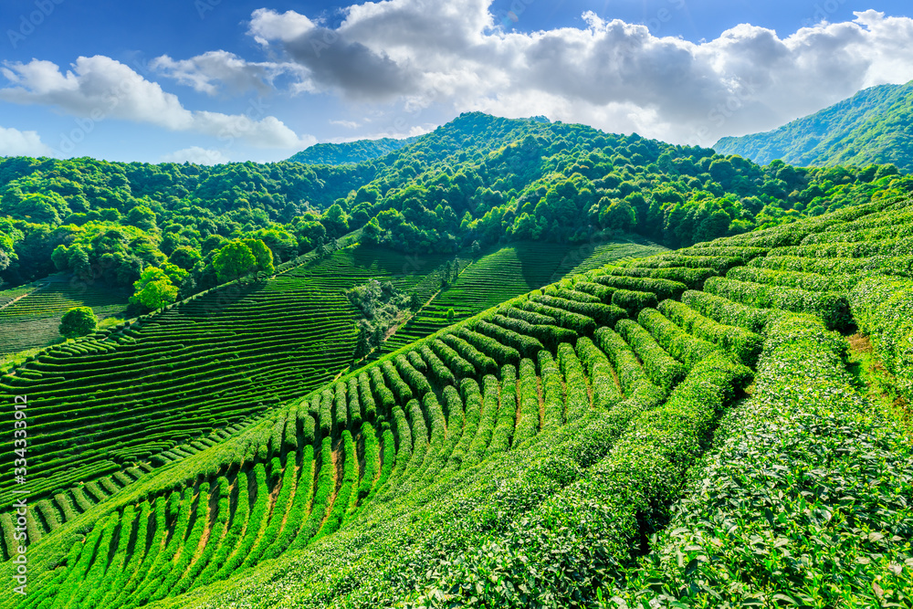 阳光明媚的茶园，绿色的自然景观。