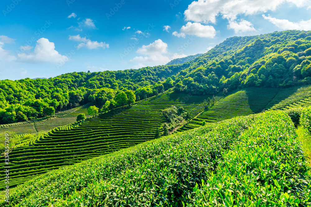 Tea plantation on sunny day,green nature landscape.