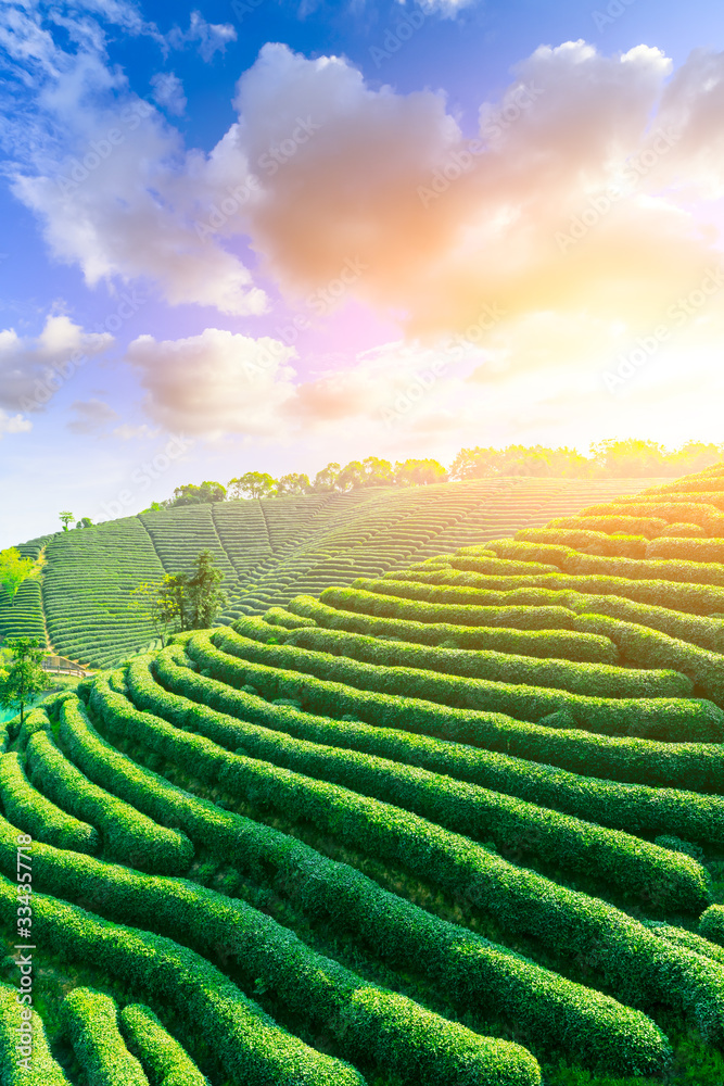 日落时分的绿茶种植园，自然背景。