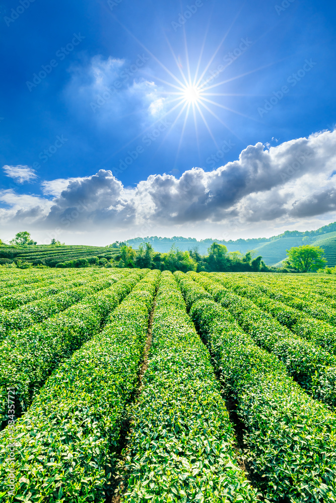 阳光明媚的茶园，绿色的自然景观。