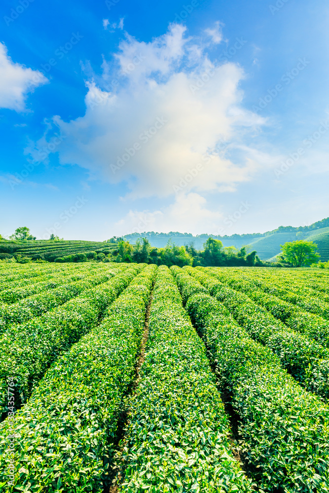 阳光明媚的茶园，绿色的自然景观。