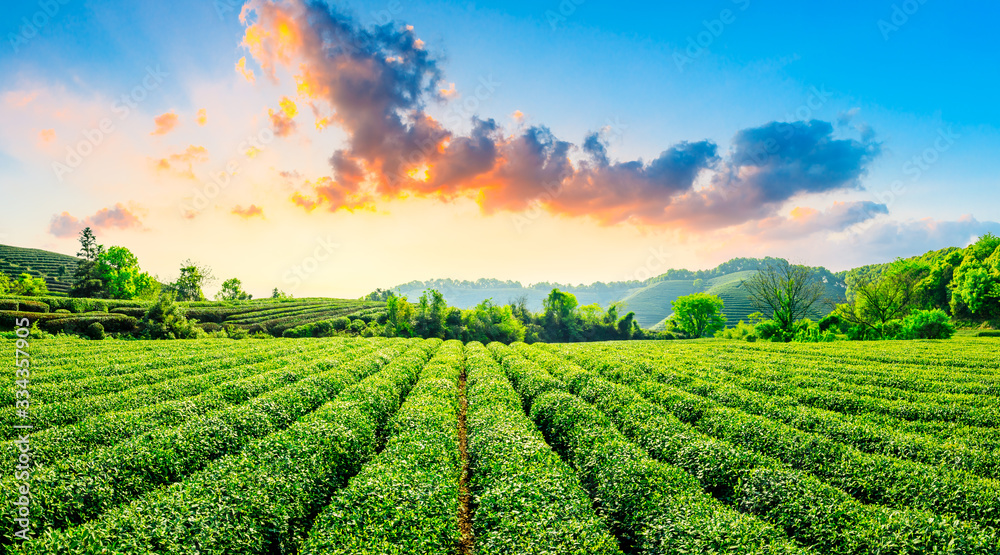 Green tea plantation at sunset time,nature background.