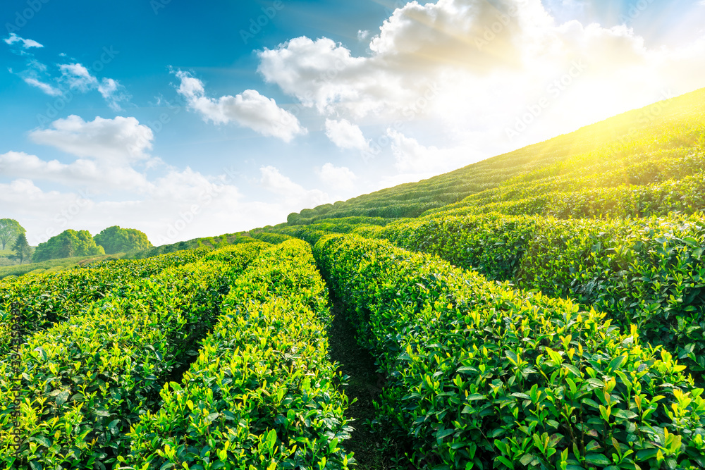 Green tea plantation at sunset time,nature background.