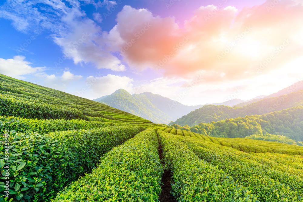 Green tea plantation at sunset time,nature background.