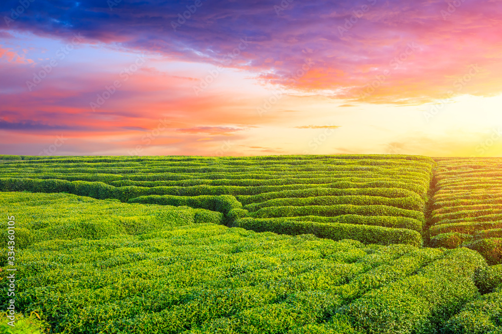 Green tea plantation at sunset time,nature background.