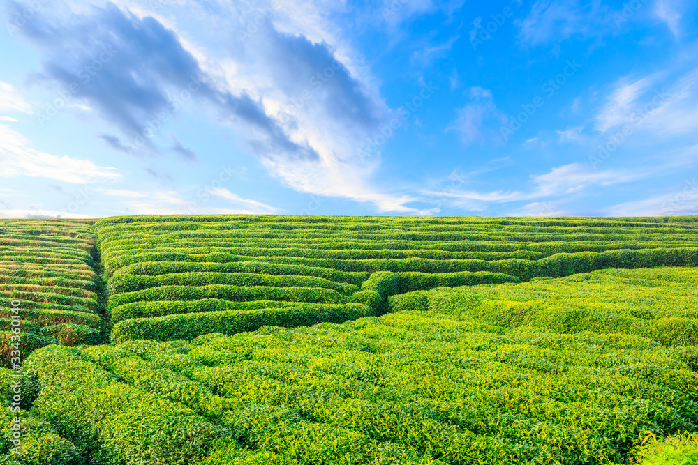 Tea plantation on sunny day,green nature landscape.