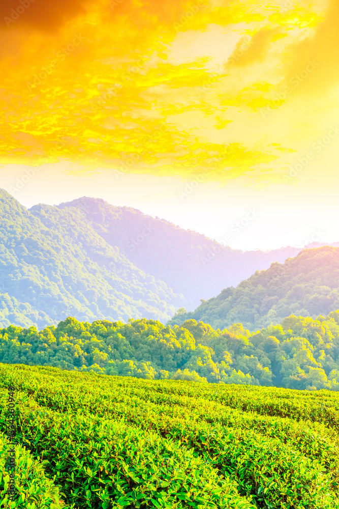 Green tea plantation at sunset time,nature background.