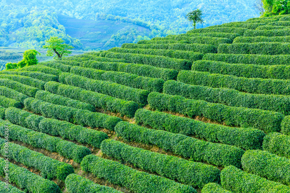 Tea plantation green nature background.