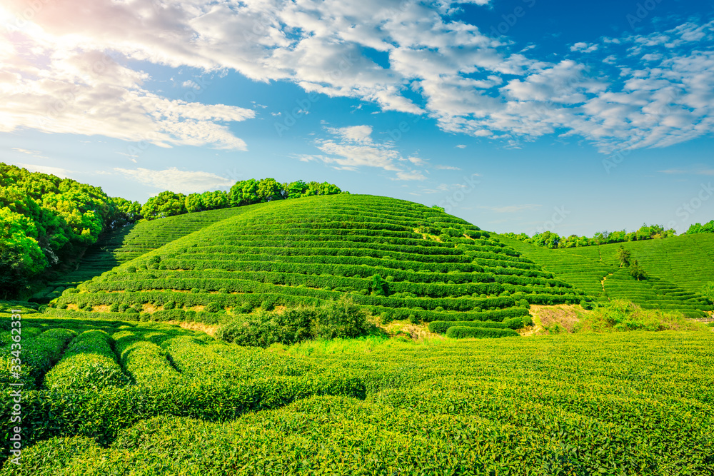 阳光明媚的茶园，绿色的自然景观。