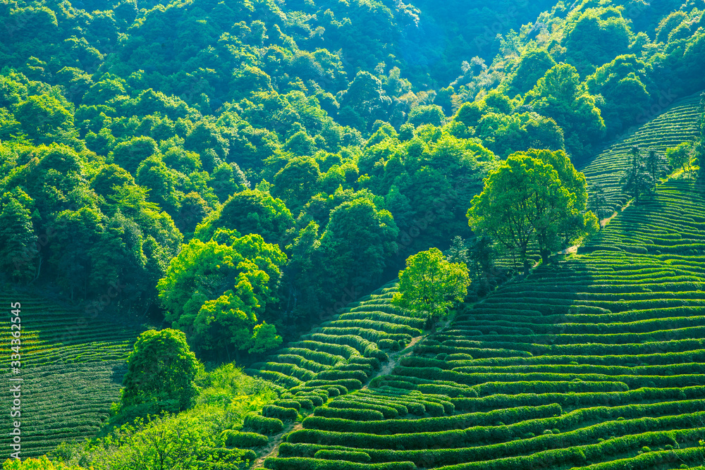 Tea plantation green nature background.