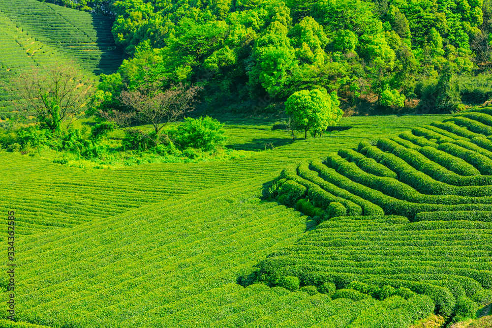 Tea plantation green nature background.