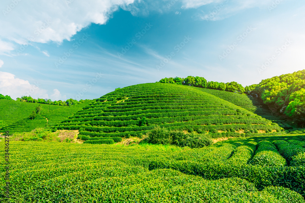 阳光明媚的茶园，绿色的自然景观。