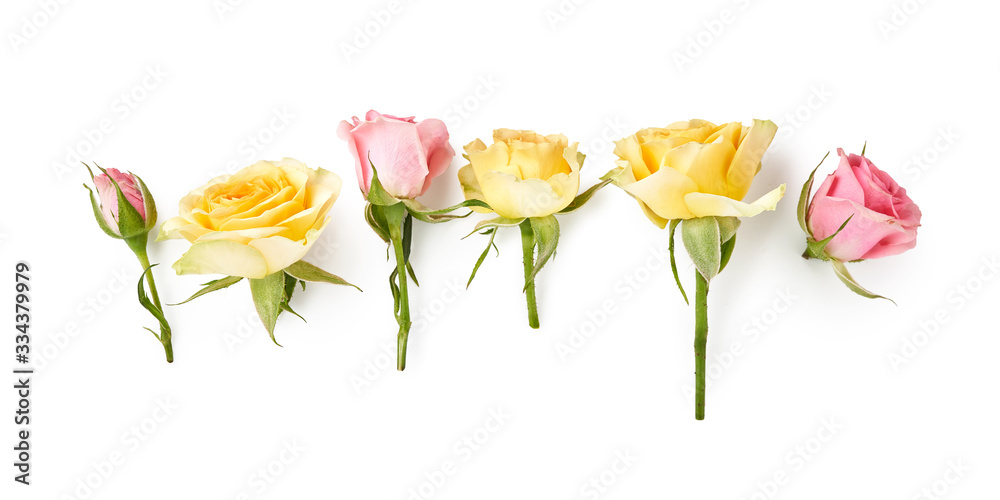 Set of beautiful pink and yellow roses isolated on white background. Rose bud on a green stem. Studi