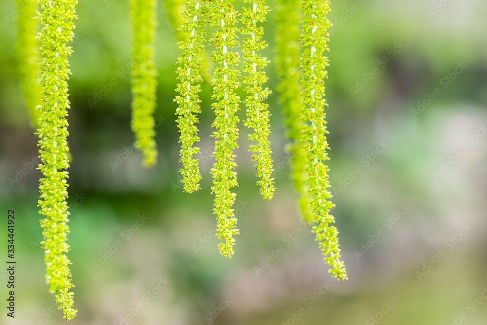 fruit ears grow into clusters in spring