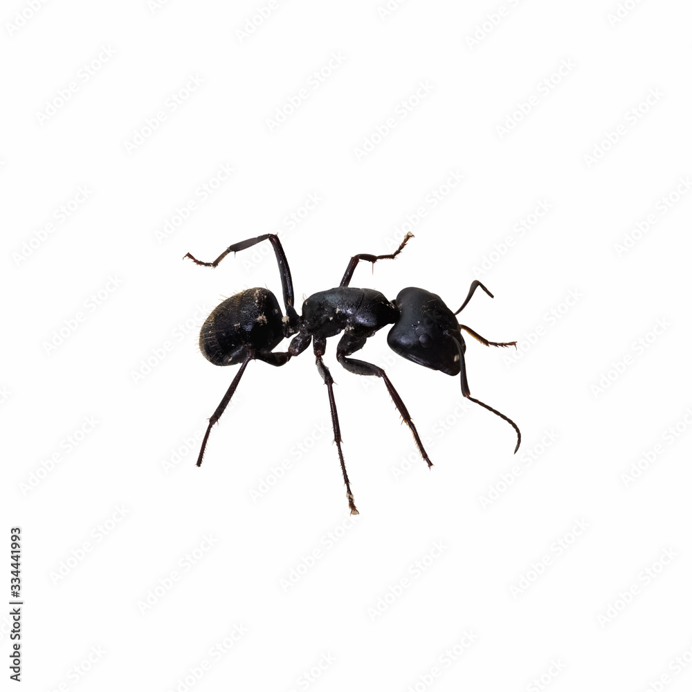 ant isolated on white