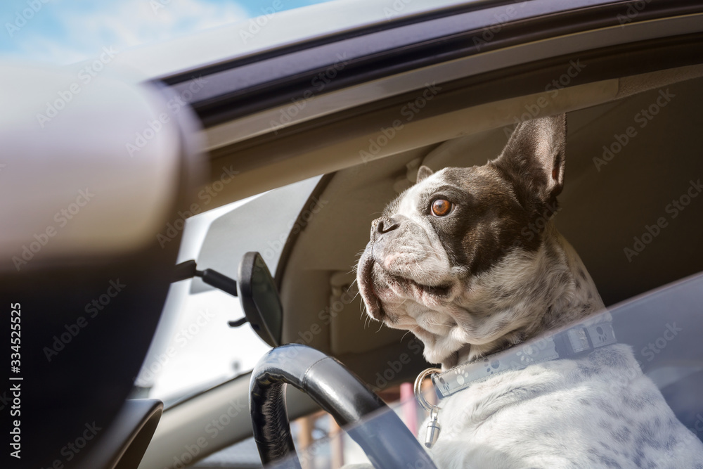 法国斗牛犬假装开车