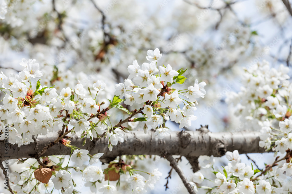 Beautiful cherry blossoms in spring