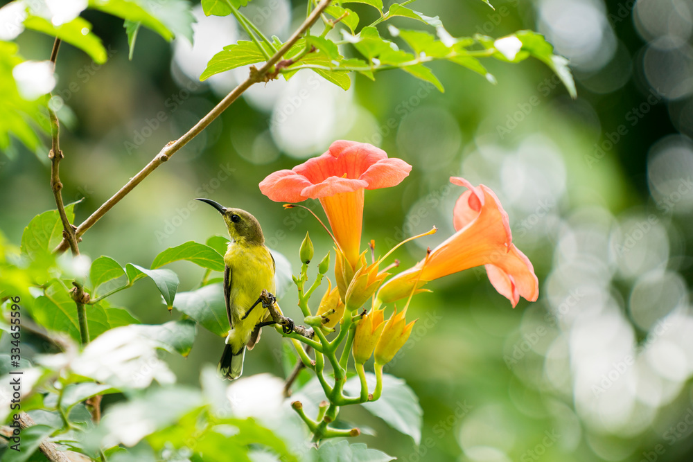 甜鸟，橄榄背太阳鸟在summ的早晨喝橙花花粉中的花蜜