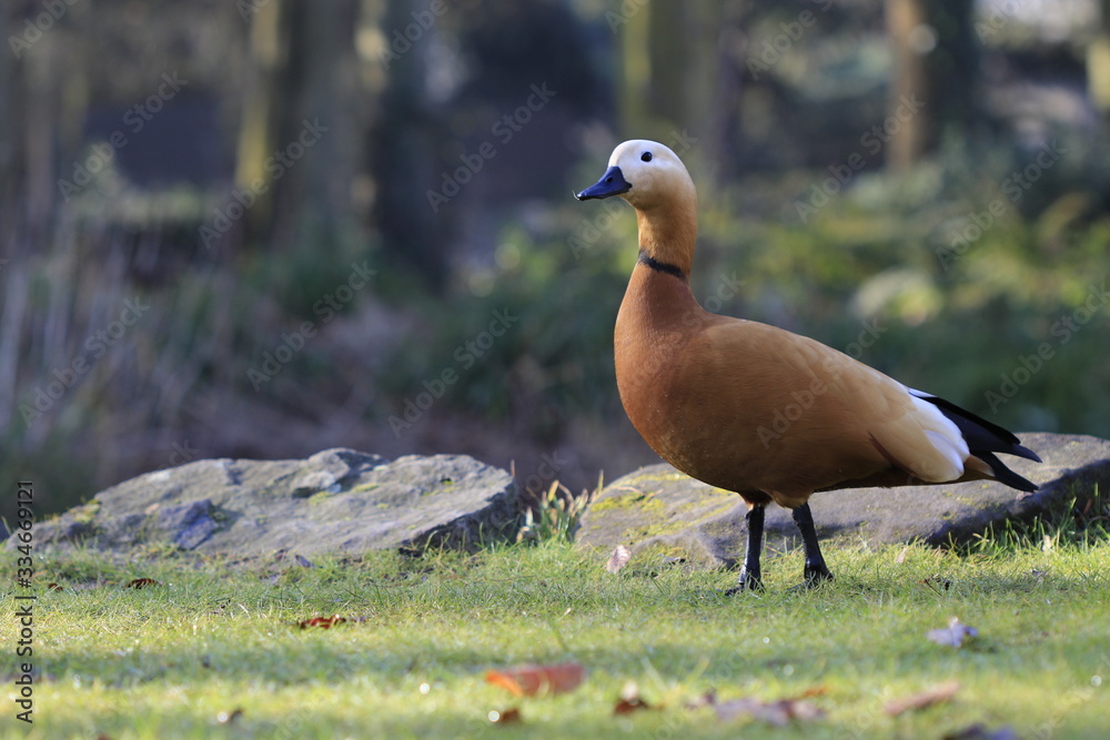 Closeup of an orange duck on the grass in autumn park 