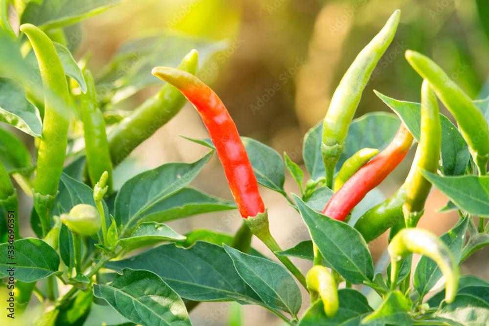 Red chilli peppers in the organic garden farm