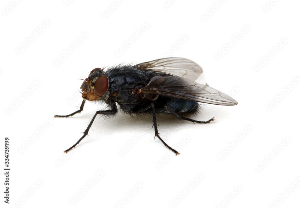  fly on a white background