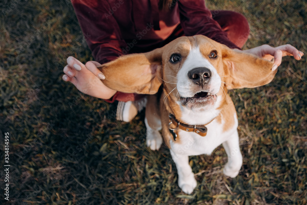 草丛中的小猎犬