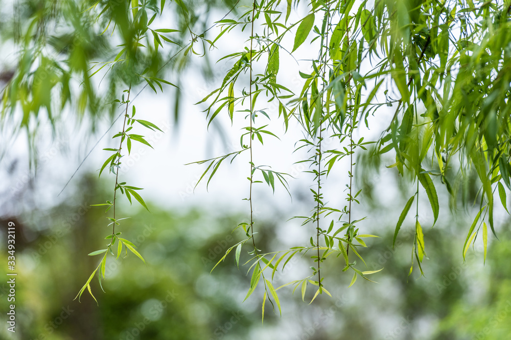 green leaves of tree in spring