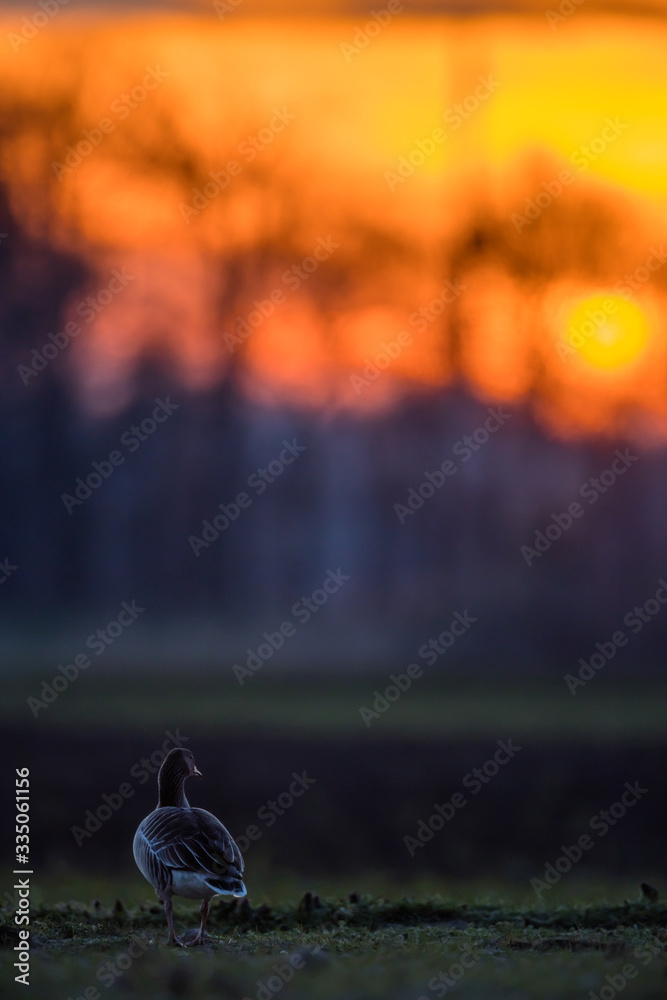 Gans Sonnenuntergang