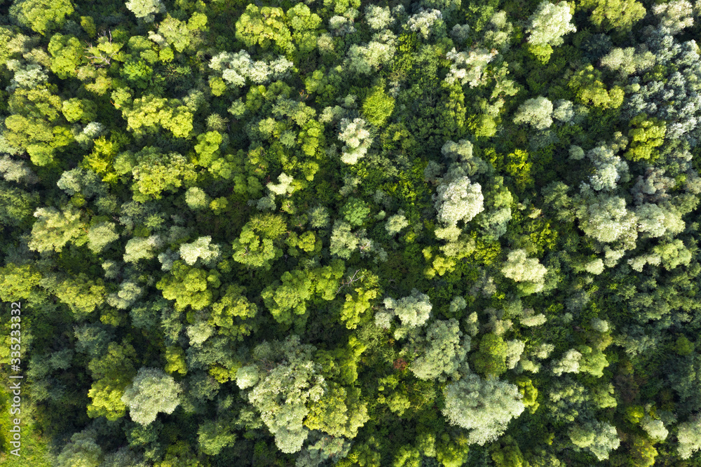 空中无人机俯瞰神奇的夏季森林。自然背景。风景摄影