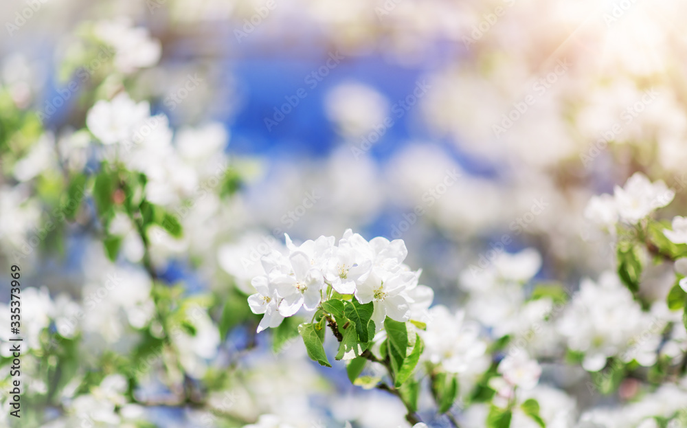 春花模糊的苹果树背景