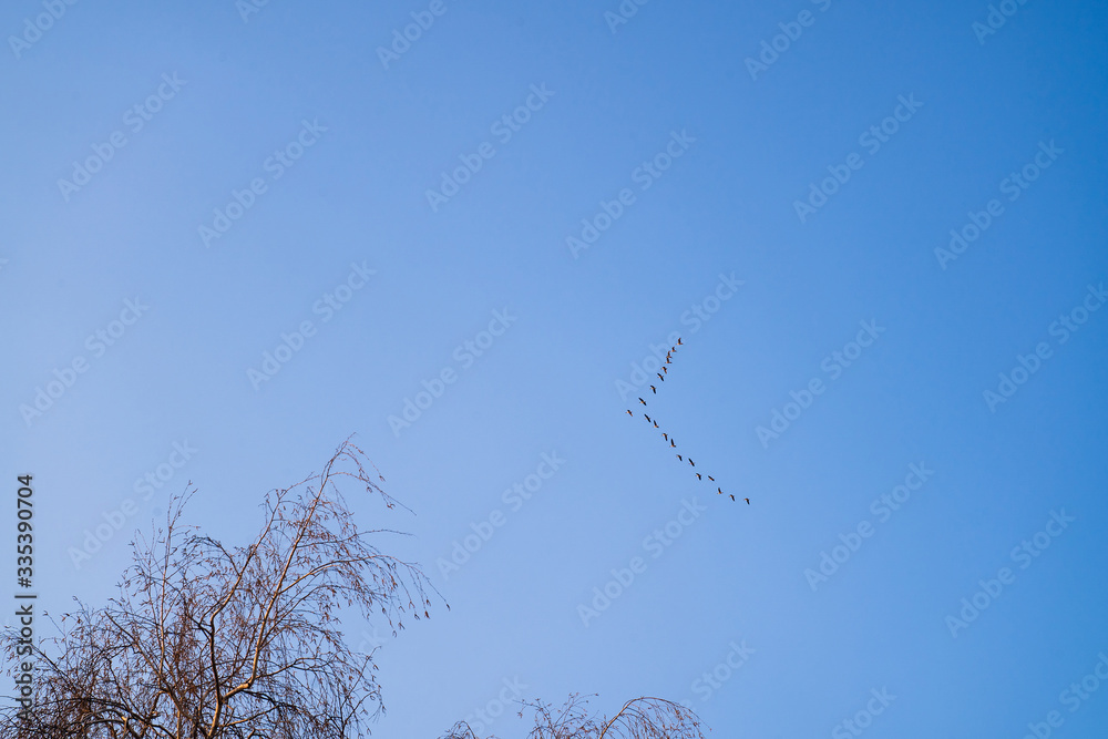 birds fly in a wedge. geese in the sky