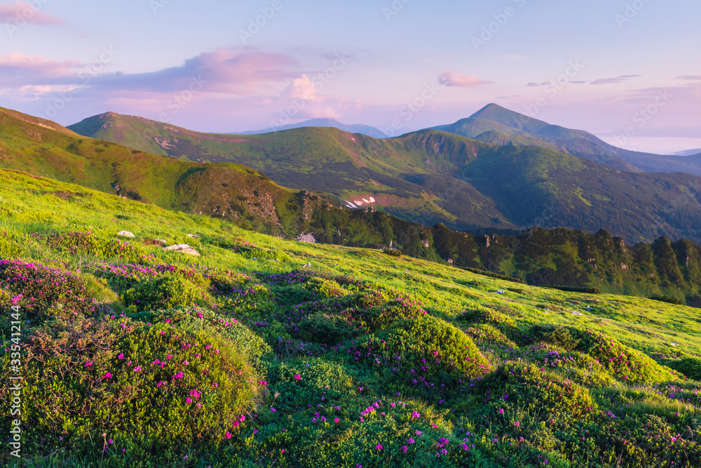 夏天，杜鹃花覆盖了山脉和草地。粉红色的日出在阳光下闪闪发光