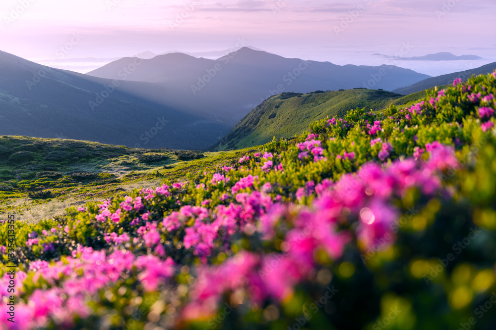 夏天，杜鹃花覆盖了山脉和草地。粉红色的日出在阳光下闪闪发光