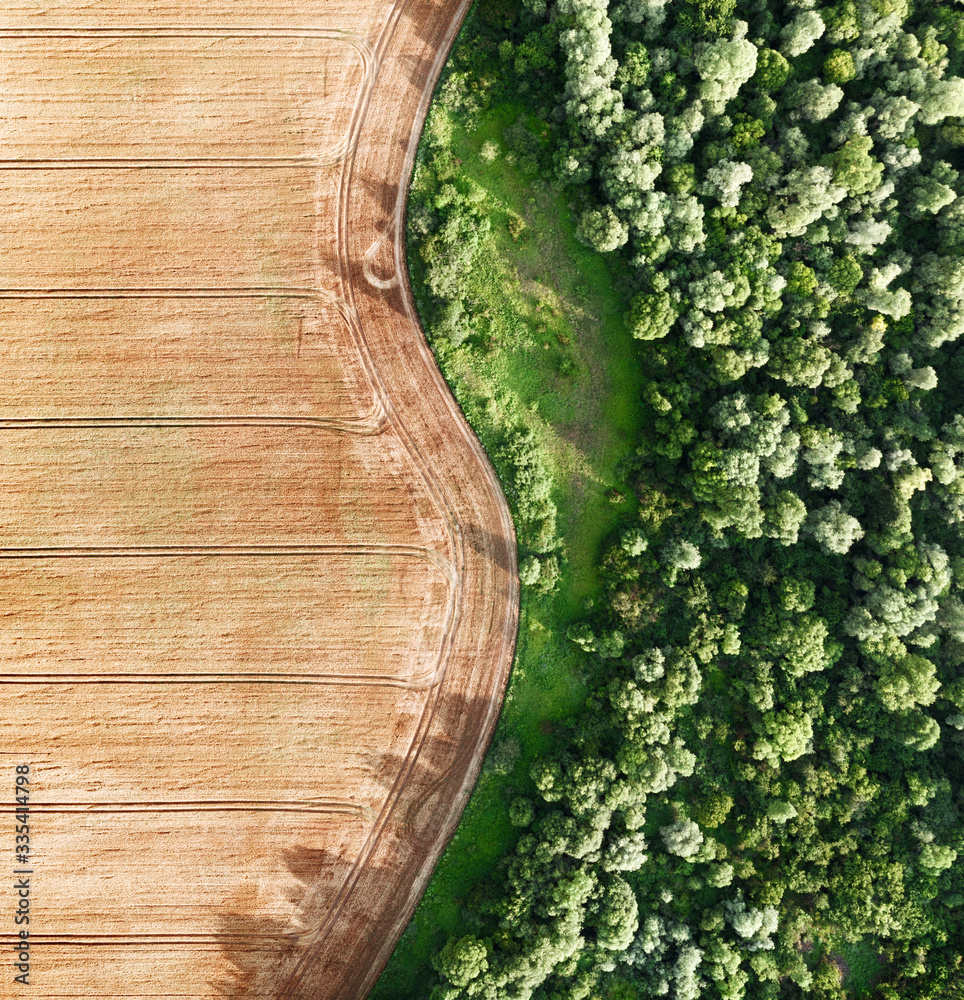 Aerial photo flying over yellow grain wheat field, ready for harvest, bordering green forest. Agricu