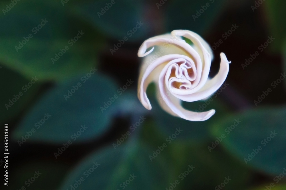 white angels trumpet (Brugmansia sanguinea).