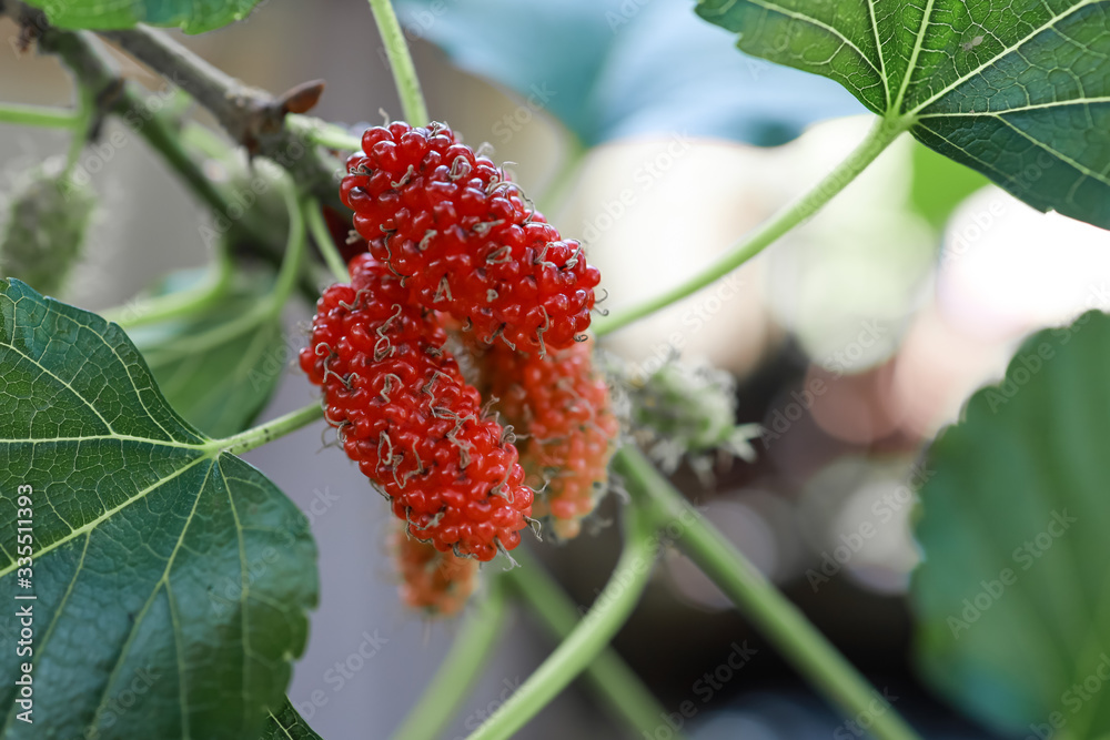 Mulberry, or mulberry, is one of the fruits in the berry family that is becoming more and more popul