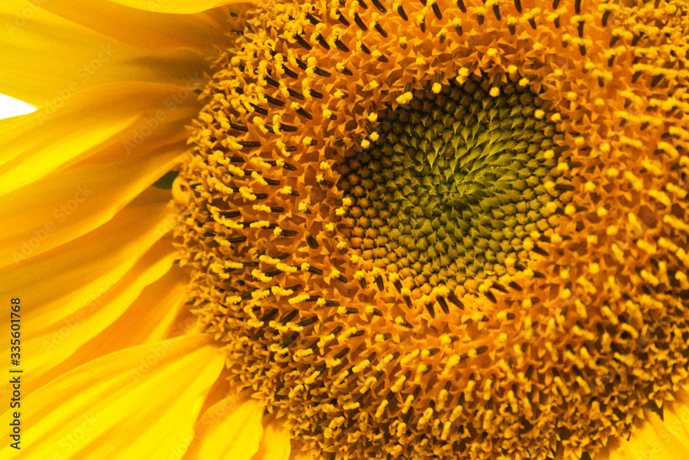 Yellow sunflower close-up, blurred background. Harvest concept.