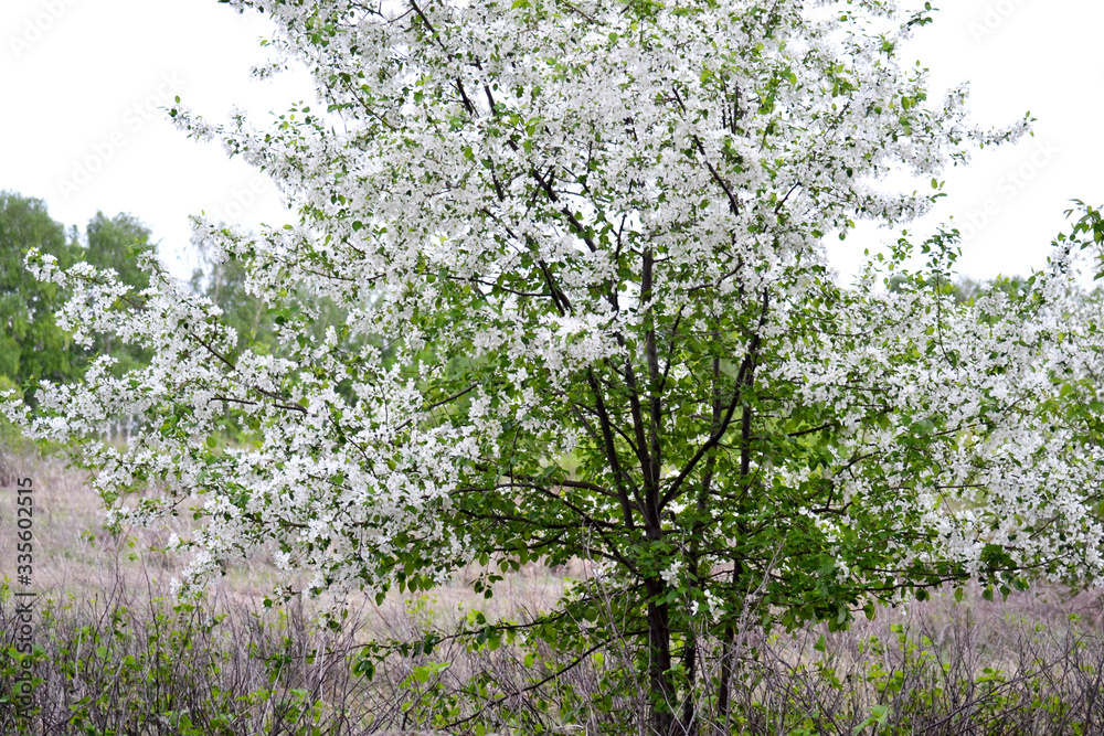 Beautiful floral white apple trees on a spring background in the garden.