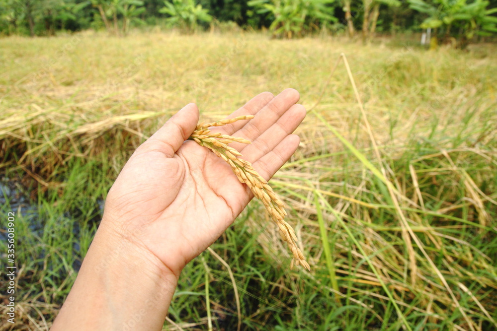 hand hold rice