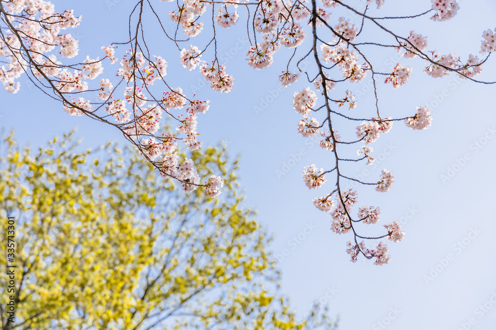 青空と美しい桜の花