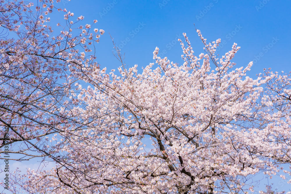 青空と美しい桜の花