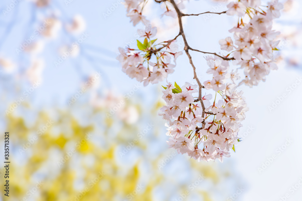 青空と美しい桜の花