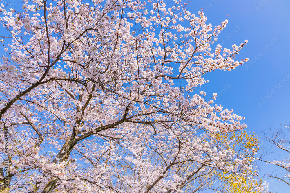 青空と美しい桜の花