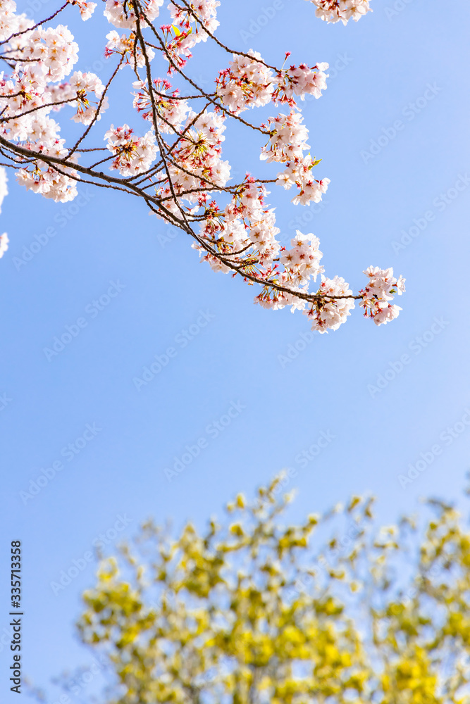 青空と美しい桜の花