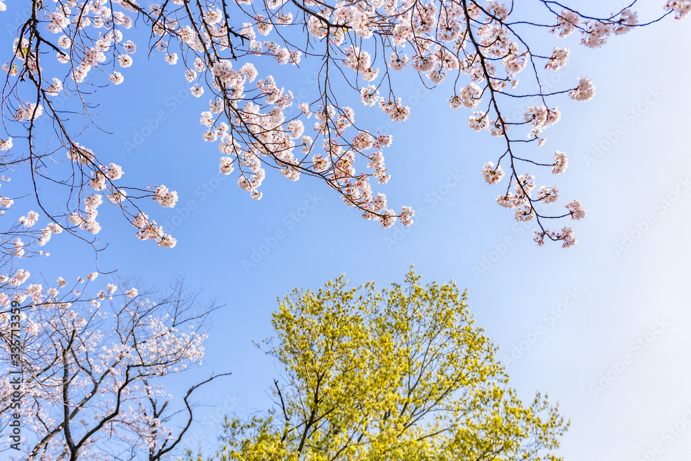 青空と美しい桜の花