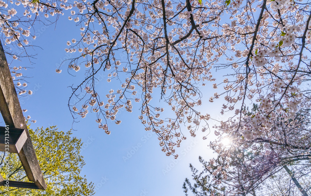 青空と美しい桜の花