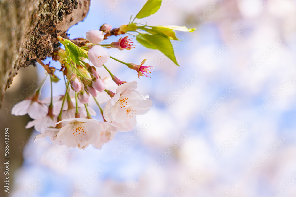 青空と美しい桜の花